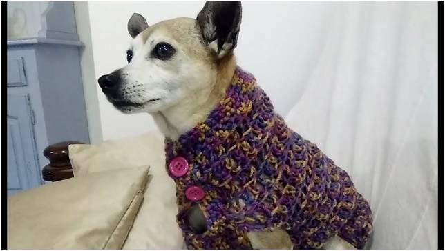 Crochet Sweater For Small Dog