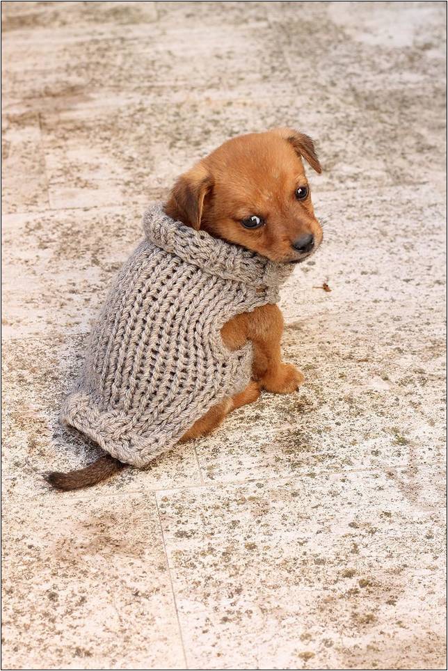 Crochet Sweater For Tiny Puppy